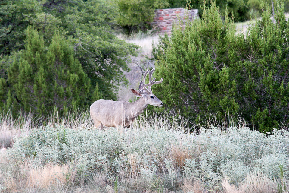 Deer