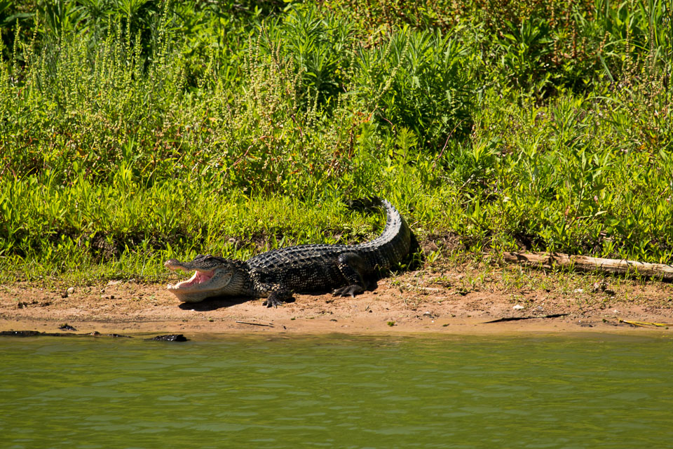 Alligator